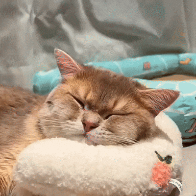 Calming Cushion - For Cats & Small Dogs